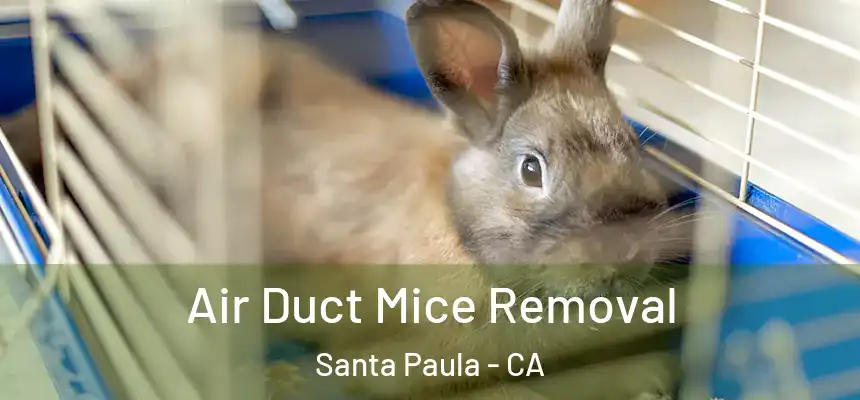 Air Duct Mice Removal Santa Paula - CA